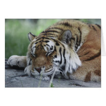 Tiger Card