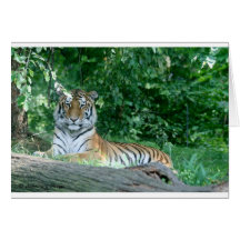 Tiger Cards