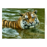Tiger Cards