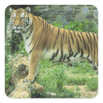 Tiger Cards, Postcards and Stickers
