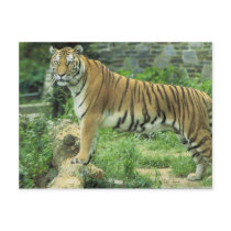 Tiger Cards, Postcards and Stickers