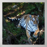 Tiger-China-Doll-b-5 Posters