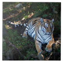 Tiger-China-Doll-b-5 Ceramic Tiles