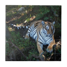 Tiger-China-Doll-b-5 Tile