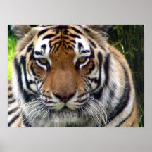 Tiger - Close up and personal Print
