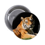 Tiger Closeup Pins