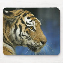 Tiger CloseUp Sideways Photograph mousepads