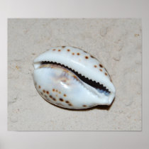 Tiger Cowrie Print