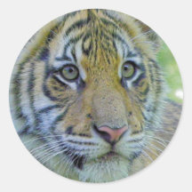 Tiger Cub Close Up Portrait Sticker