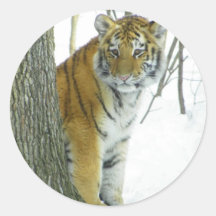 Tiger Cub In Snow Peeking Around Tree Round Stickers