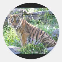 Tiger Cub Portrait 2 Stickers