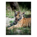 Tiger cub postcard