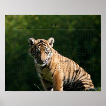 Tiger Cub Posters