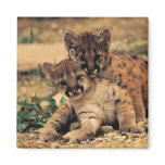 Tiger Cubs magnet