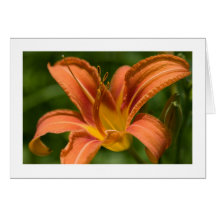 Tiger Daylily Greeting Card