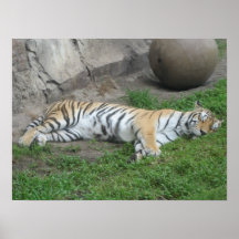 Tiger Dreams Print