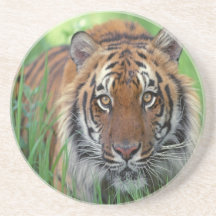 Tiger Drink Coaster