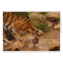 tiger drinking water greeting cards