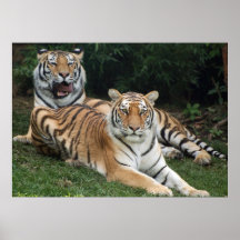 Tiger Duo Posters