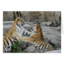 TIGER FIGHT - ACTION PHOTOGRAPH GREETING CARD
