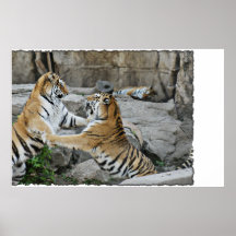 TIGER FIGHT - ACTION PHOTOGRAPH POSTER