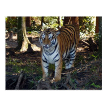 tiger-friends-b-3 cartes postales