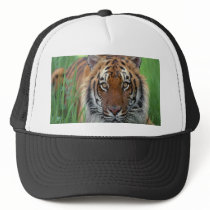 Tiger Hats