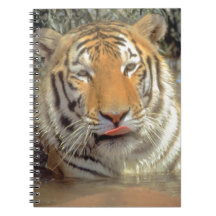 Tiger in water Close Up Notebook