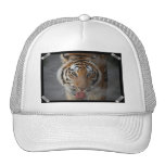 Tiger Kisses Baseball Hat