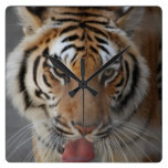 Tiger Kisses Wall Clock