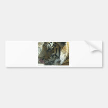 tiger licking bumper stickers