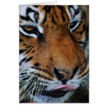 Tiger licking his lips cards