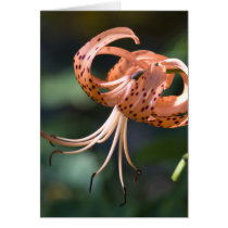 Tiger Lily Greeting Cards