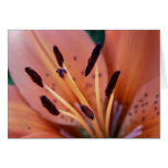 Tiger Lily Card
