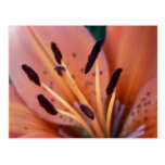 Tiger Lily postcard