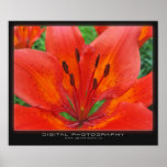 Tiger Lily Print