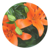Tiger Lily Sticker