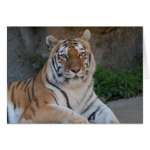 Tiger Love Cards