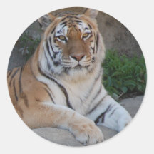 Tiger Love Round Sticker