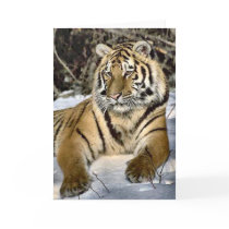 Tiger Lovers Art Gifts Cards