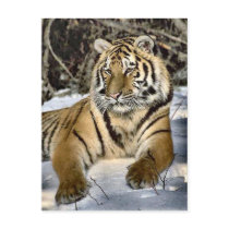 Tiger Lovers Art Gifts Postcards