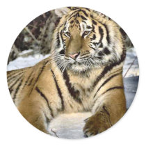 Tiger Lovers Art Gifts Round Sticker