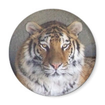 Tiger Magnet