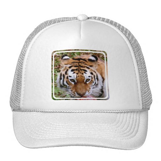 Tiger Markings  Baseball Hat