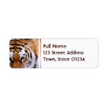 Tiger Markings  Mailing Labels