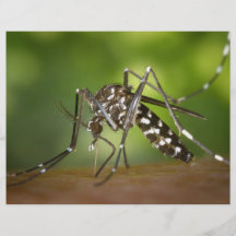 Tiger mosquito full color flyer