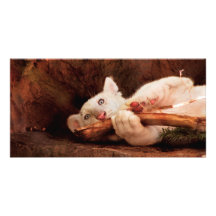 Tiger - My Chew Toy Photo Cards