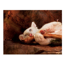 Tiger - My Chew Toy Post Card