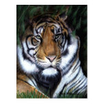 Tiger Painting Postcard