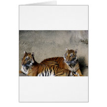 TIGER PAIR CARDS